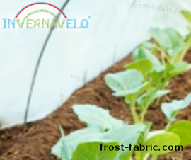 plants protected with frost fabric