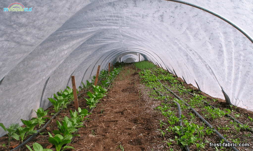 agricultural crops protected by thermal fabric