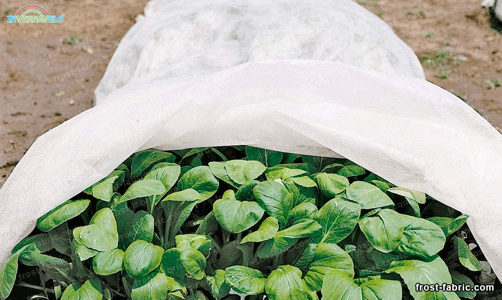 protect your crops from hard frosts with a thermal blanket