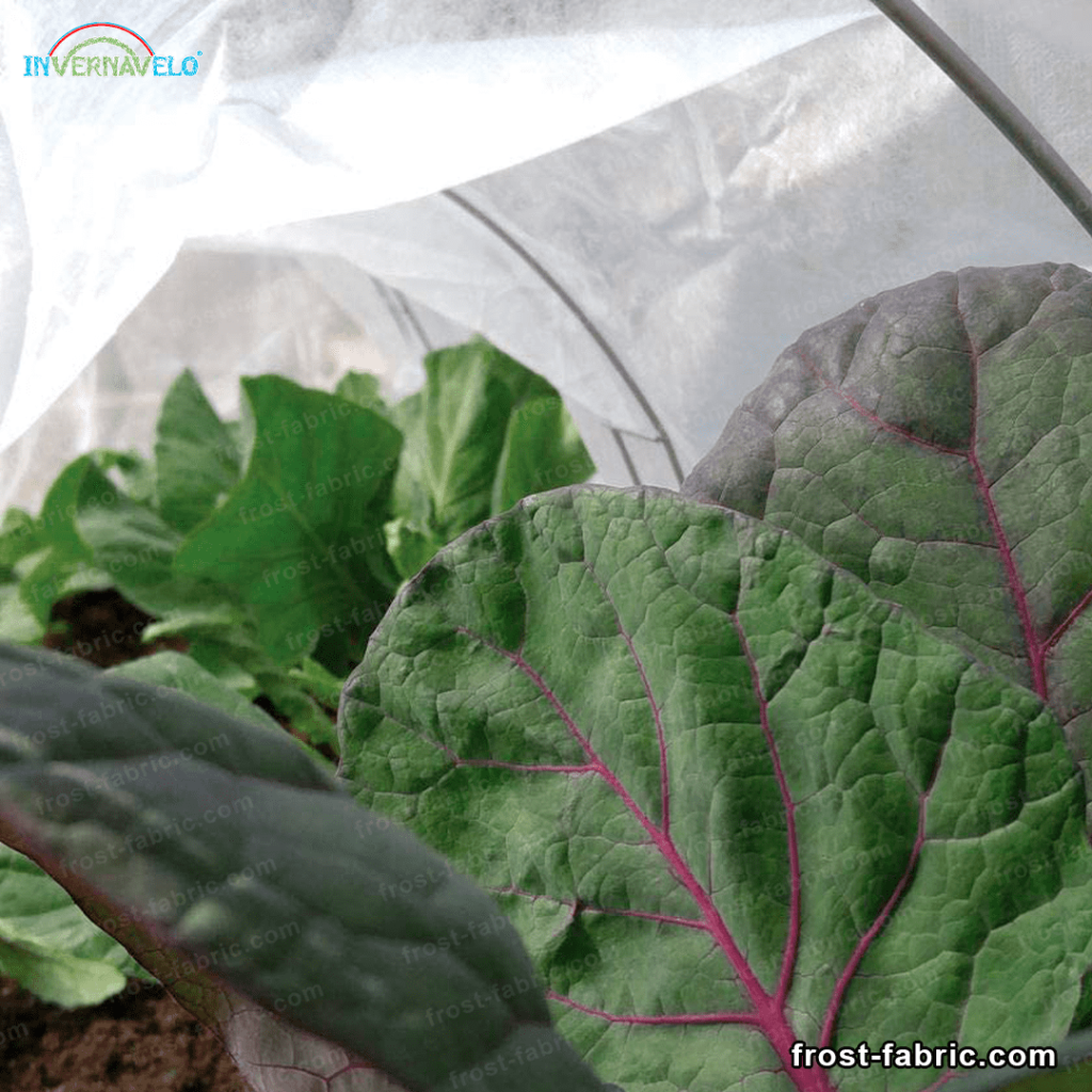 photo inside a microtunnel with a frost blanket protecting crops